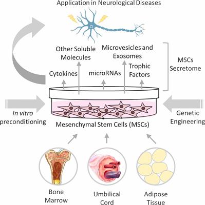 Current Status of Mesenchymal Stem/Stromal Cells for Treatment of Neurological Diseases